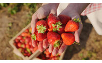 こだわり栽培　いちご　【食べ比べ】　おいCベリー（1pac)&nbsp;x　ゆめのか(1pac)【2025年12月～2026年4月末までお届け】