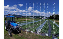 【令和8年/小玉すいか予約】パリ！シャリ！甘～い！2玉入り【食べきりサイズ】【2026年7月中旬より発送予定】