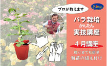 プロが教えるバラ栽培実技講座【4月：新苗の植え付け】