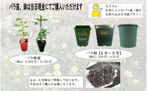 プロが教えるバラ栽培実技講座【4月：新苗の植え付け】
