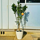 【2026年5月中旬から発送】みかんの苗木&nbsp;せとか&nbsp;7号&nbsp;鉢カバー&nbsp;果樹苗(ガーデニング用)