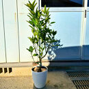 【2026年5月中旬から発送】みかんの苗木&nbsp;せとか&nbsp;7号&nbsp;鉢カバー&nbsp;果樹苗(ガーデニング用)