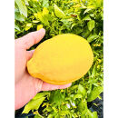 ＜2026年5月中旬頃発送＞レモンの木(璃の香)りのか&nbsp;7号鉢カバー(ガーデニング用)