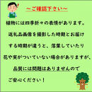 ＜2026年5月中旬頃発送＞レモンの木(璃の香)りのか&nbsp;7号鉢カバー(ガーデニング用)