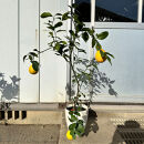 【2026年5月中旬～発送】レモンの木&nbsp;マイヤーレモンの苗木&nbsp;7号鉢カバー実付きのいい品種(ガーデニング用)