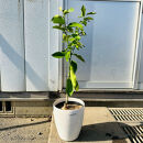 【2026年5月中旬～発送】レモンの木&nbsp;マイヤーレモンの苗木&nbsp;7号鉢カバー実付きのいい品種(ガーデニング用)