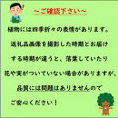 【2026年5月中旬～発送】レモンの木&nbsp;マイヤーレモンの苗木&nbsp;7号鉢カバー実付きのいい品種(ガーデニング用)