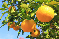 ポンカン&nbsp;約4.5kg&nbsp;サイズ混合［2026年1月20日から順次発送予定］