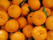 ポンカン&nbsp;約4.5kg&nbsp;サイズ混合［2026年1月20日から順次発送予定］