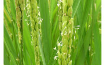 南魚沼産「どん米」無洗米真空パック4kg　ちょっと！うるさいよ！炊き方