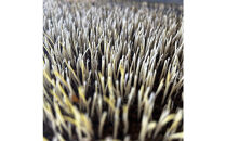 [令和7年産]&nbsp;&nbsp;南魚沼産こしひかり5kg