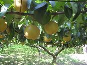 【2026年夏配送】多摩川梨５ｋｇ詰め合わせ