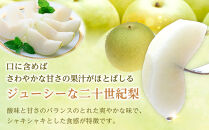 【2026年9月発送】二十世紀梨&nbsp;3kg【先行予約&nbsp;梨&nbsp;なし&nbsp;果物&nbsp;フルーツ&nbsp;3キロ&nbsp;鳥取県産&nbsp;北栄町&nbsp;おすすめ&nbsp;人気】
