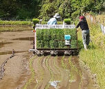【令和7年産】有機肥料米ナオちゃんのお米【出雲市産きぬむすめ】