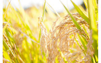 【復興支援】奥能登産「能登ひかり」米糀あまざけ500ml×3本(ブルーベリー1本、プレーン2本)