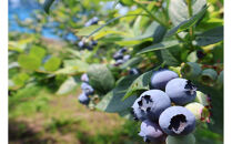 【復興支援】奥能登産「能登ひかり」米糀あまざけ500ml×3本(ブルーベリー1本、プレーン2本)