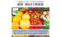 東芝&nbsp;冷蔵庫&nbsp;【標準設置費込み】&nbsp;509L&nbsp;6ドア&nbsp;両開き&nbsp;冷凍冷蔵庫&nbsp;GR-Y510FK(EW)