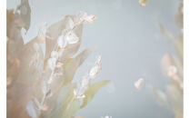 フラワーフレーム