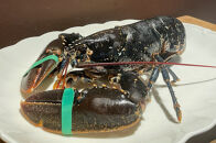 春鶯亭ひら　特別食事券（ペアチケット）