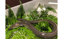 春鶯亭ひら　特別食事券（ペアチケット）