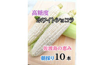 【2026年6月以降発送分】高糖度とうもろこし「ホワイトショコラ」10本&nbsp;佐渡島産　