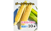 【2026年6月以降発送分】とうもろこし「ゴールドラッシュ」10本&nbsp;佐渡島産