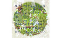 [HS]ぶどう先行予約9月・10月発送シャインマスカット晴王2k箱（3～5房）