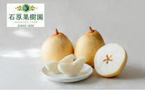 梨&nbsp;2026年&nbsp;&nbsp;鴨梨（ヤーリー）6～12玉&nbsp;約4.5kg&nbsp;贈答箱【ナシ&nbsp;なし&nbsp;岡山県産&nbsp;国産&nbsp;フルーツ&nbsp;果物&nbsp;ギフト&nbsp;石原果樹園】