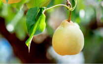 梨&nbsp;2026年&nbsp;&nbsp;鴨梨（ヤーリー）6～12玉&nbsp;約4.5kg&nbsp;贈答箱【ナシ&nbsp;なし&nbsp;岡山県産&nbsp;国産&nbsp;フルーツ&nbsp;果物&nbsp;ギフト&nbsp;石原果樹園】