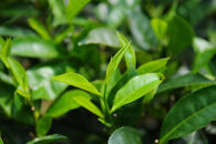 【限定商品】絶対に欲しい！！！&nbsp;ムレスナティー&nbsp;プレミアム缶《金銀》