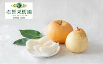 梨&nbsp;2026年&nbsp;&nbsp;あたご梨・鴨梨（ヤーリー）詰合せ&nbsp;各1玉&nbsp;贈答箱赤秀【ナシ&nbsp;なし&nbsp;岡山県産&nbsp;国産&nbsp;フルーツ&nbsp;果物&nbsp;ギフト&nbsp;石原果樹園】