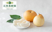 梨&nbsp;2026年&nbsp;&nbsp;あたご梨・鴨梨（ヤーリー）詰合せ&nbsp;合計約4kg&nbsp;化粧贈答箱赤秀【ナシ&nbsp;なし&nbsp;岡山県産&nbsp;国産&nbsp;フルーツ&nbsp;果物&nbsp;ギフト&nbsp;石原果樹園】