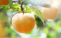 梨&nbsp;2026年&nbsp;&nbsp;あたご梨・鴨梨（ヤーリー）詰合せ&nbsp;合計約4kg&nbsp;化粧贈答箱赤秀【ナシ&nbsp;なし&nbsp;岡山県産&nbsp;国産&nbsp;フルーツ&nbsp;果物&nbsp;ギフト&nbsp;石原果樹園】