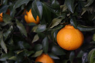 数量限定&nbsp;有田みかんの産地から届く&nbsp;果汁100％！&nbsp;搾りたての柑橘ジュース&nbsp;180ml×24本