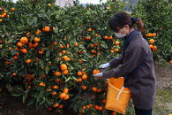 数量限定&nbsp;有田みかんの産地から届く&nbsp;果汁100％！&nbsp;搾りたての柑橘ジュース&nbsp;180ml×24本