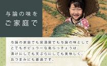 【令和8年3月頃発送】島らっきょう2ｋｇ(皮処理済）