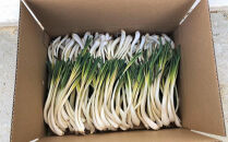 【令和8年3月頃発送】島らっきょう3ｋｇ(皮処理済）