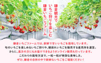 【期間限定】鎌倉産いちご　4パック食べ比べセット（250ｇ～260ｇ×4パック）