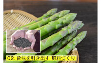 【2026年6月頃発送】【朝採り】夏芽アスパラガス&nbsp;1kg（M-Sサイズ）福岡県産&nbsp;2026年