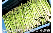【2026年6月頃発送】【朝採り】夏芽アスパラガス&nbsp;1kg（M-Sサイズ）福岡県産&nbsp;2026年