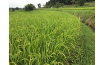 米粒が光る近江棚田米&nbsp;農林22号白米5kg&nbsp;天日干し&nbsp;栽培期間中農薬・化学肥料不使用