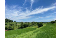 米粒が光る近江棚田米&nbsp;農林22号白米5kg&nbsp;天日干し&nbsp;栽培期間中農薬・化学肥料不使用