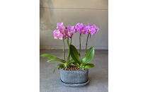 胡蝶蘭アレンジメント