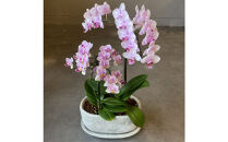 胡蝶蘭アレンジメント