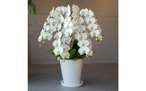 胡蝶蘭大輪5本立ち（1本につき10〜13輪蕾込）