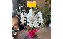 胡蝶蘭大輪5本立ち（1本につき10〜13輪蕾込）