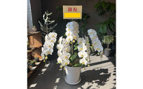 胡蝶蘭大輪5本立ち（1本につき10〜13輪蕾込）