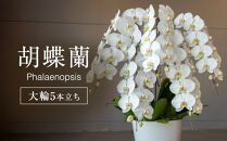 胡蝶蘭大輪5本立ち（1本につき10〜13輪蕾込）