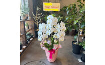 胡蝶蘭大輪3本立ち（1本につき10〜13輪蕾込）