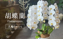胡蝶蘭大輪3本立ち（1本につき10〜13輪蕾込）